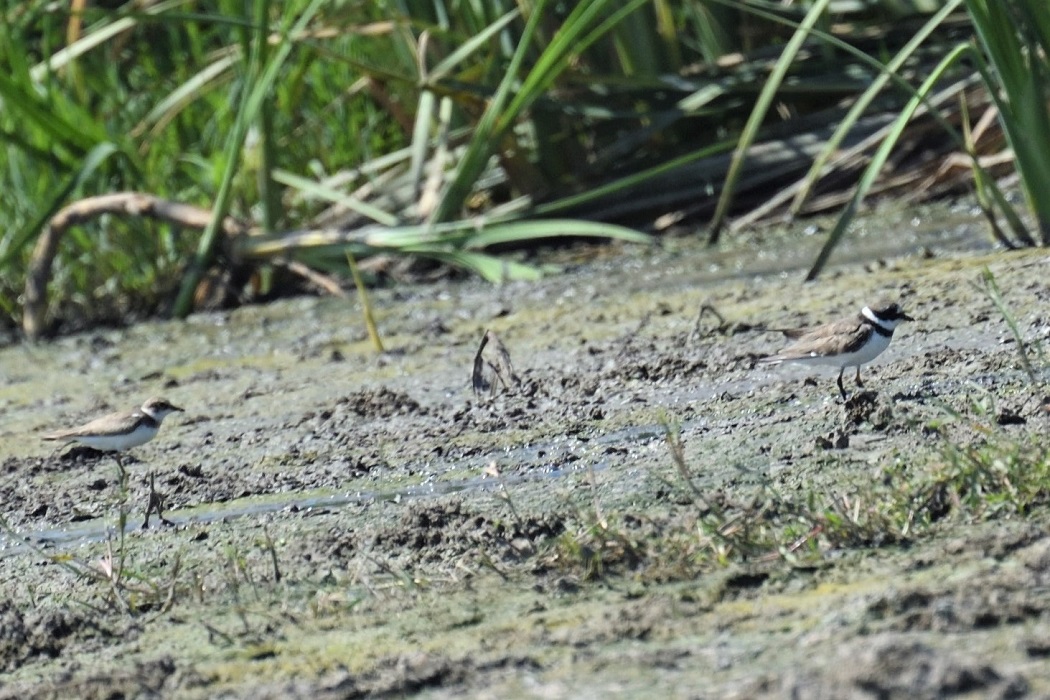 Common Ringed Plover — Ana fotoğraf